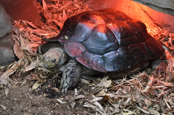 Μια χελώνα Γκαλαπάγκος. — Φωτογραφία Αρχείου