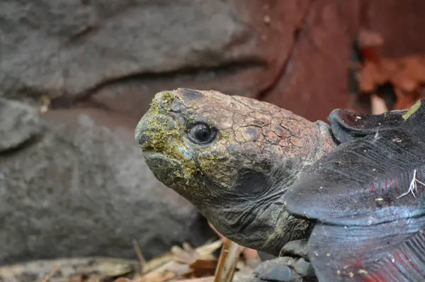 Uma tartaruga das Galápagos — Fotografia de Stock