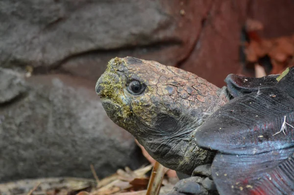 Uma tartaruga das Galápagos — Fotografia de Stock