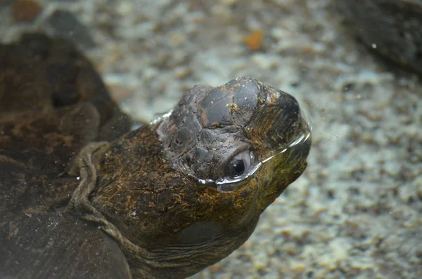 Una tortuga de Galápagos — Foto de Stock