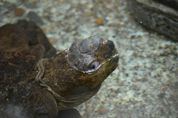A Galapagos Tortoise — Stock Photo, Image
