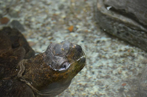 A Galapagos Tortoise — Stock Photo, Image