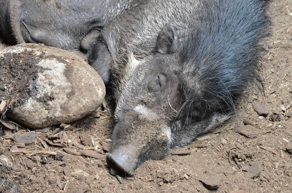 Висайская бородавчатая свинья — стоковое фото