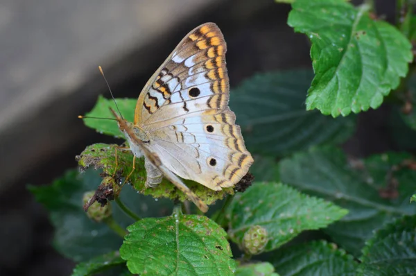 Mariposa en el jardín —  Fotos de Stock