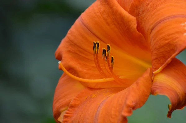 Una flor de lirio —  Fotos de Stock