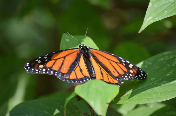 Una farfalla monarca — Foto Stock