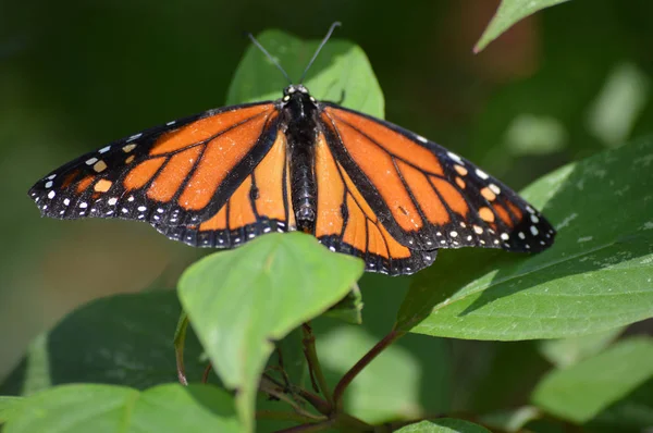 Una farfalla monarca — Foto Stock