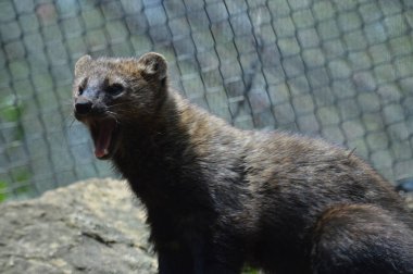 Bir balıkçı bir kayanın üzerinde