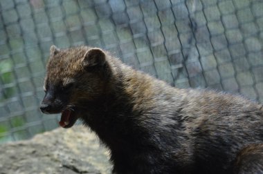 Bir balıkçı bir kayanın üzerinde