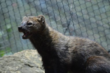 Bir balıkçı bir kayanın üzerinde