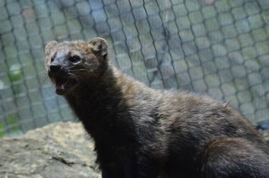 Bir balıkçı bir kayanın üzerinde