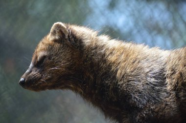 Bir balıkçı bir kayanın üzerinde