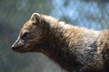 Bir balıkçı bir kayanın üzerinde
