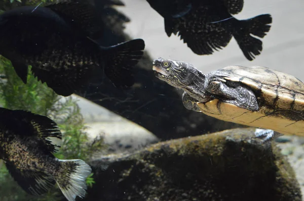 Kaplumbağa yüzme tankında — Stok fotoğraf