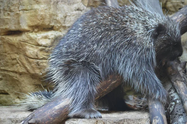 En sovande Porcupine — Stockfoto