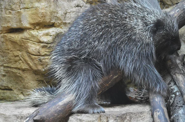 En sovande Porcupine — Stockfoto