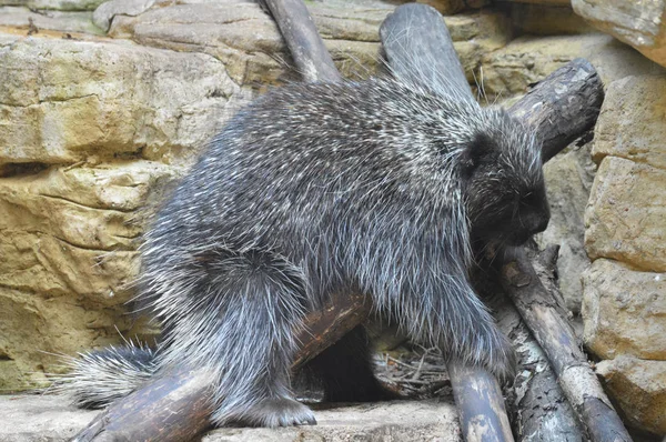 En sovande Porcupine — Stockfoto