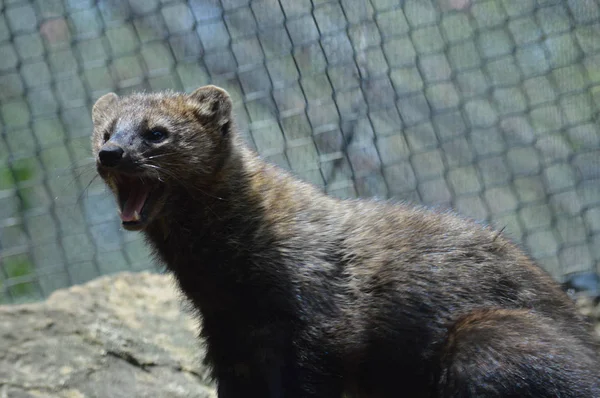 Bir balıkçı bir kayanın üzerinde
