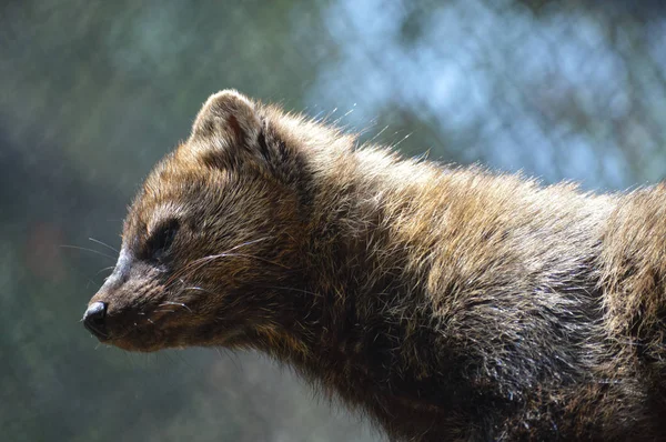 Bir balıkçı bir kayanın üzerinde
