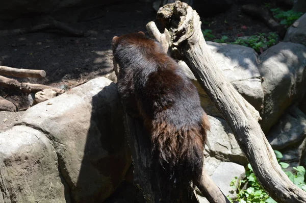 A Large Wolverine — Stock Photo, Image