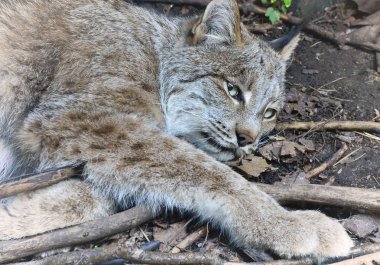 Kanadalı bir vaşak