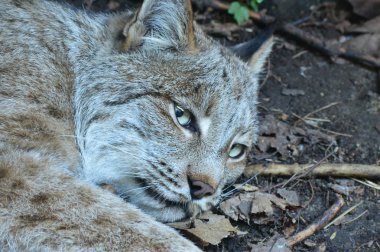 Kanadalı bir vaşak