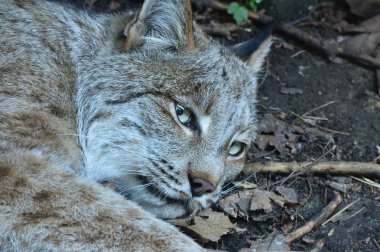 Kanadalı bir vaşak