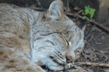 Kanadalı bir vaşak