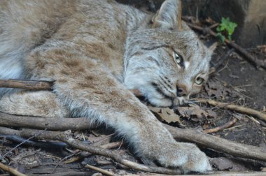 Kanadalı bir vaşak