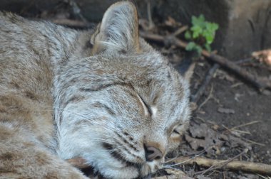 Kanadalı bir vaşak