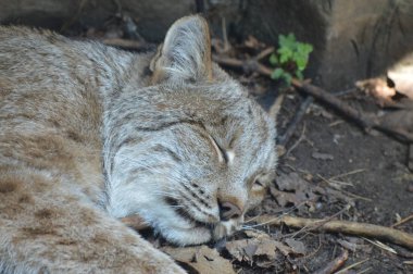 Kanadalı bir vaşak