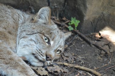 Kanadalı bir vaşak
