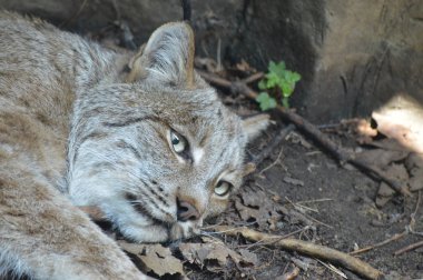 Kanadalı bir vaşak