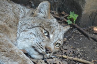 Kanadalı bir vaşak