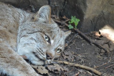 Kanadalı bir vaşak