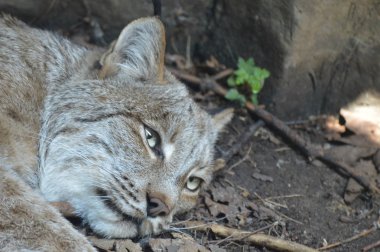 Kanadalı bir vaşak
