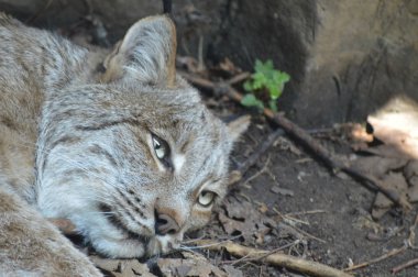 Kanadalı bir vaşak