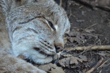 Kanadalı bir vaşak