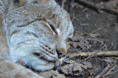 Kanadalı bir vaşak