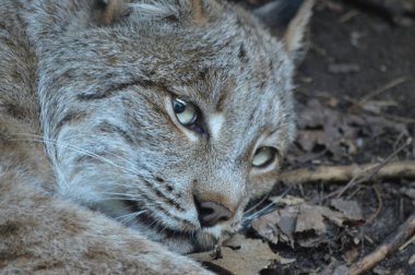 Kanadalı bir vaşak
