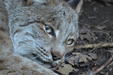 Kanadalı bir vaşak