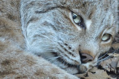 Kanadalı bir vaşak
