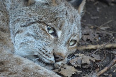 Kanadalı bir vaşak