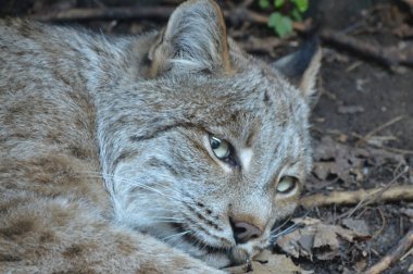 Kanadalı bir vaşak