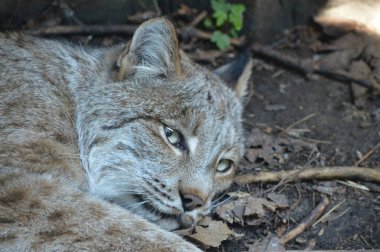 Kanadalı bir vaşak