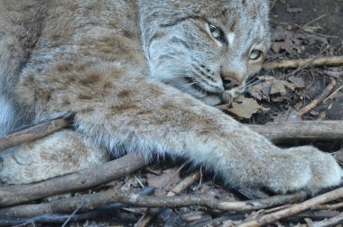 Kanadalı bir vaşak