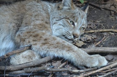 Kanadalı bir vaşak