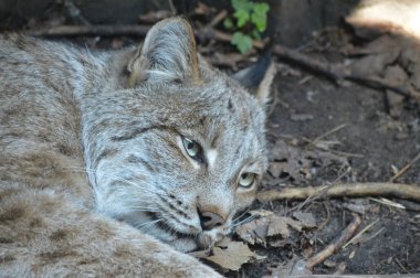 Kanadalı bir vaşak