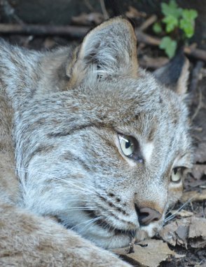 Kanadalı bir vaşak