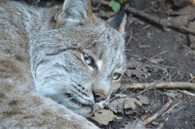Kanadalı bir vaşak